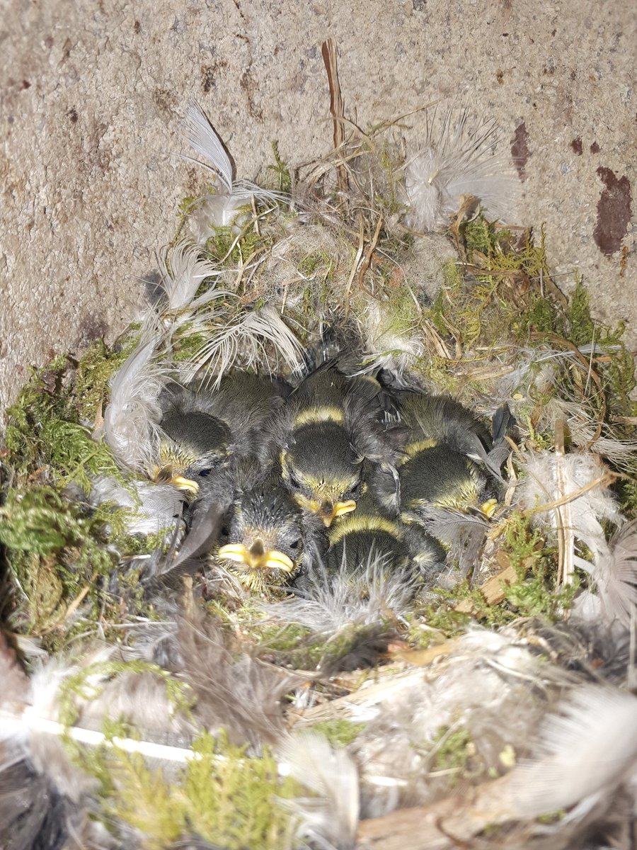 Dr Jenny Coomes tweet media