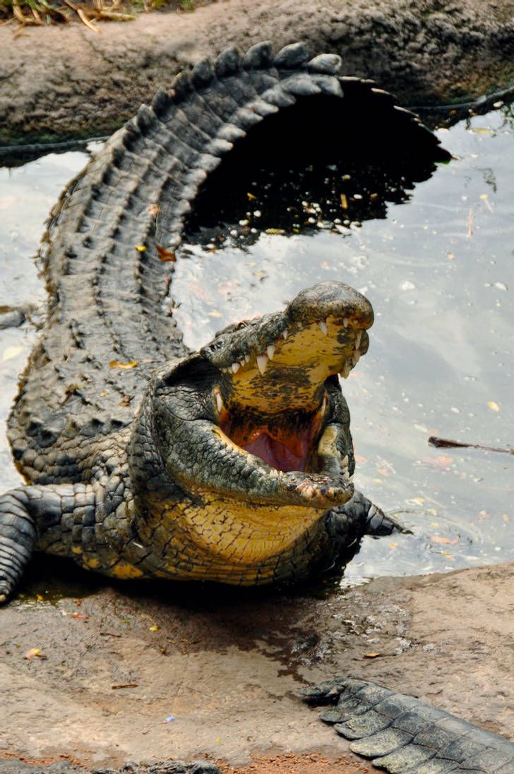 Happy World's Croc Day 
facebook.com/10007410950155…
#worldcrocday