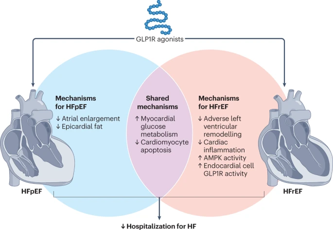📌Glucagon-like peptide 1 receptor agonists: cardiovascular benefits & mechanisms of action

#CaReMe #GLP1 #GLP1a #CVD #cardiotwitter