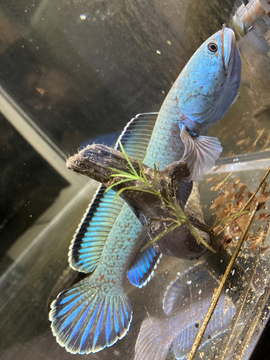 chan7.sp (@zom24351560) / Posts / X