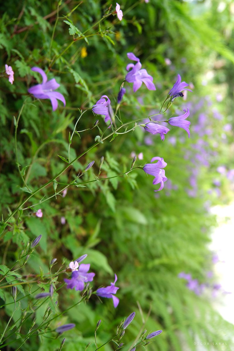 Purple Flowers
Fujifilm X-T5, Tamron 17-70   
#Photograph #photography #fujifilm #xt5 #tamron