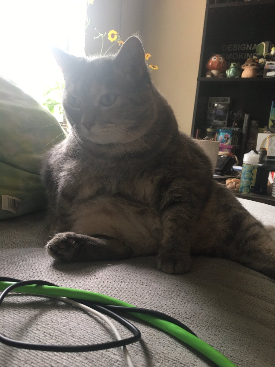 Firerickybobby's tweet photo. @DrLupo This is a feefer or her government name Fiona https://t.co/tVkiDFmaji