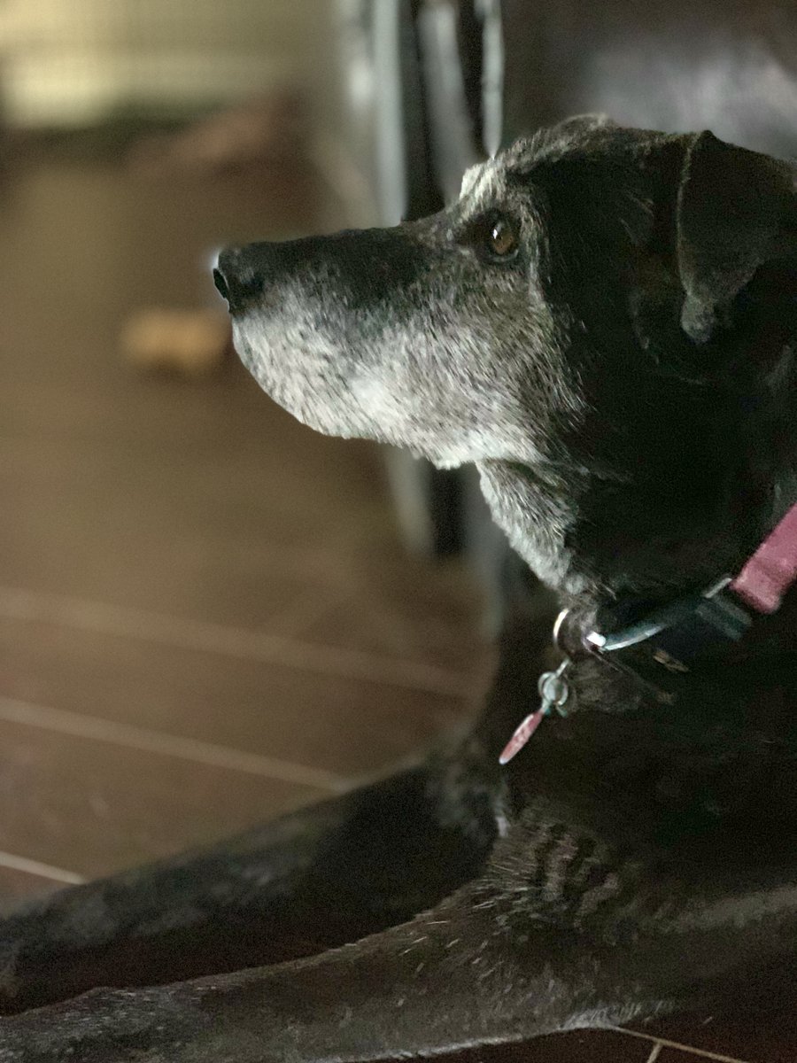 #saturdayshoutout to the ”face” of Healing Paws back in the early days! Orion spends his retirement relaxing &amp; dreaming of his service dog days.   #HP4Ws