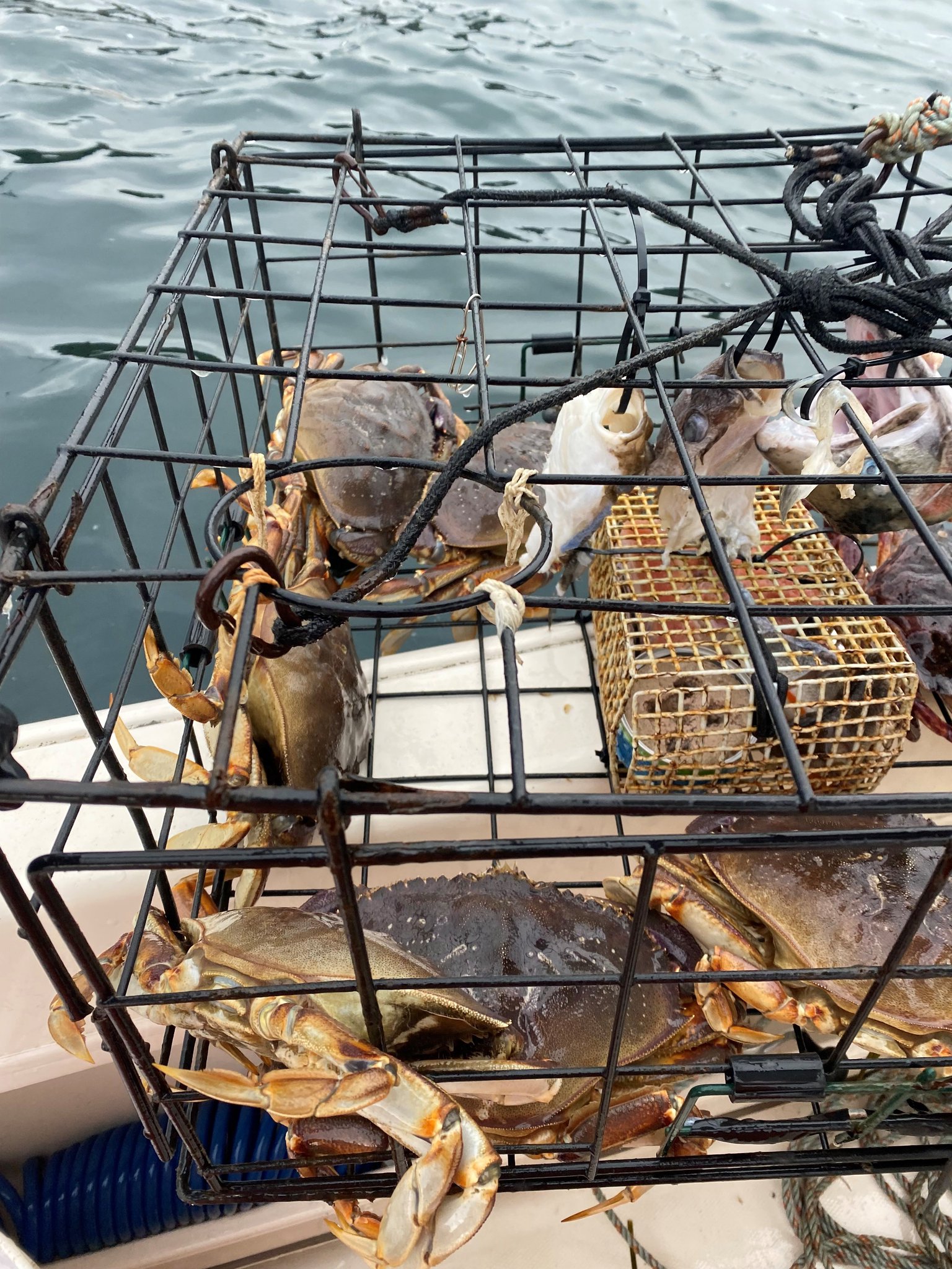 Washington Department of Fish & Wildlife on Twitter "Dungeness crab fishing opened July 1 in