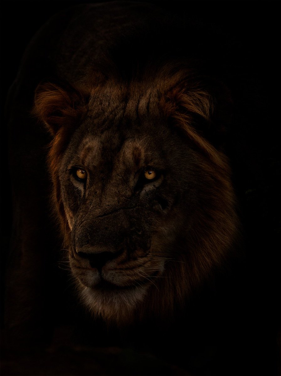 A lions eyes. South Africa 2020 #wildlife #lion