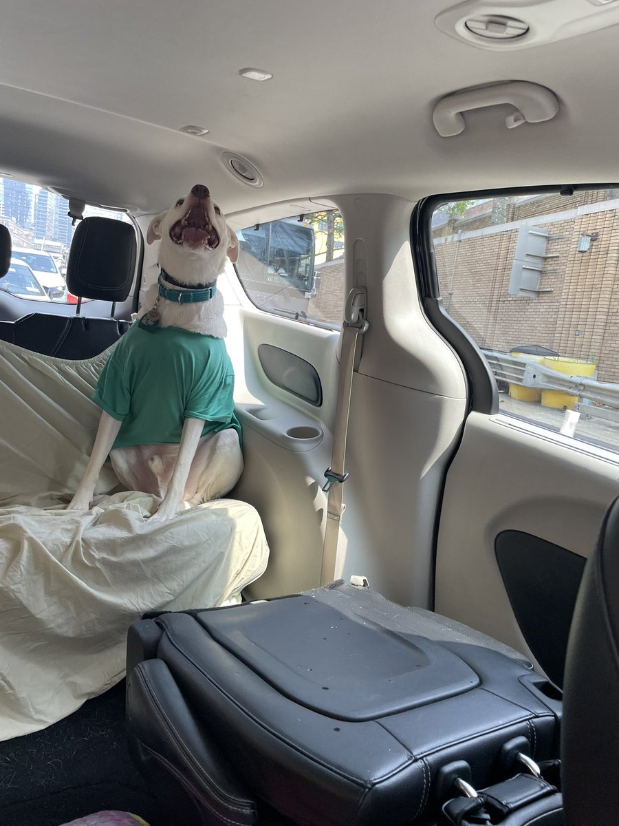 daytripperdog's tweet photo. Wow I'm love "mini van"?! But humans say it is not ours we are just borrowing https://t.co/6XO1Ncm6sS