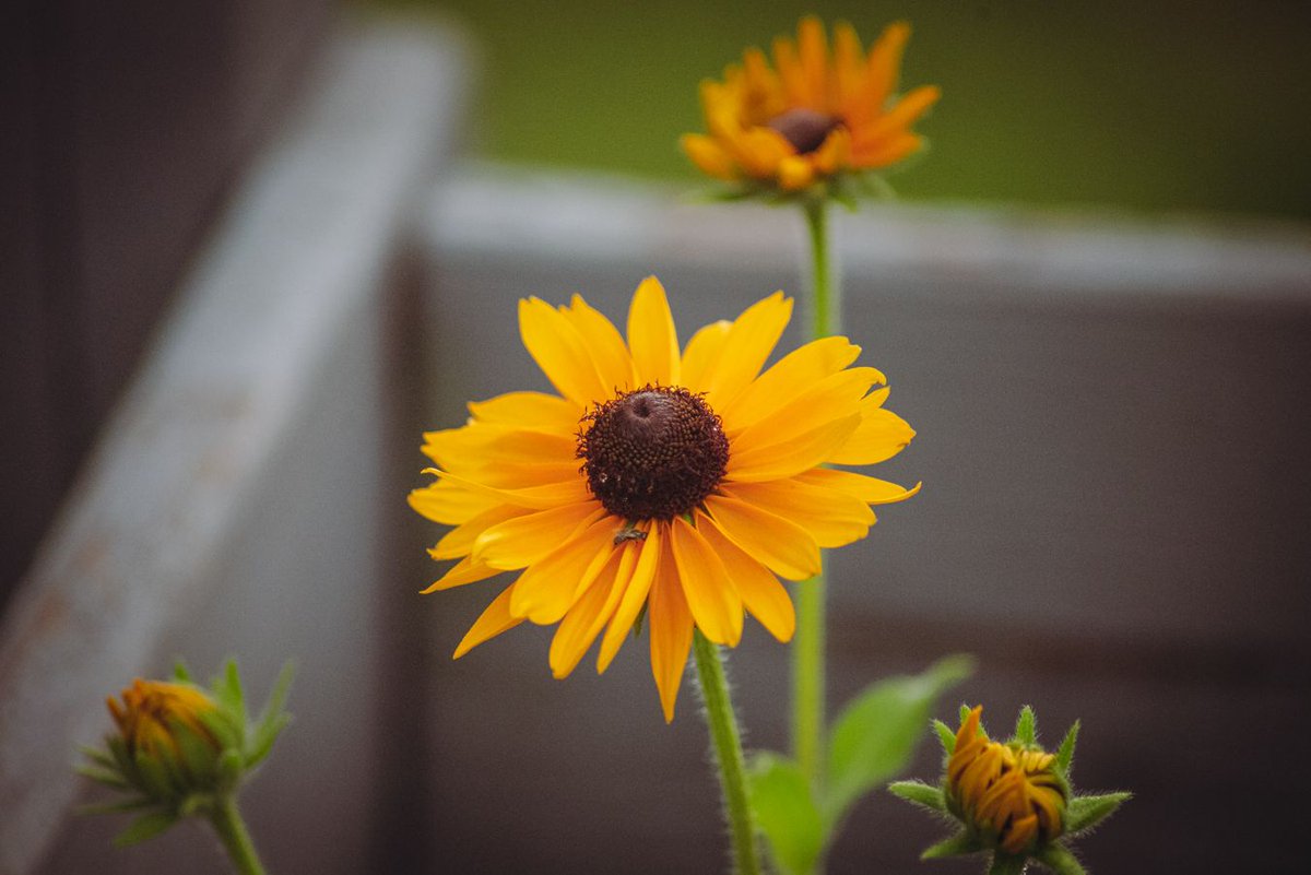 #daisy #daisies  #flower  #flowerstagram  #floweroftheday  #flowermagic  #flowersofinstagram  #flowerslovers  #garden  #flowerporn  #floral  #blossom  #plants  #petals  #flowerpower  #botanical   #bloom  #instaflower  #macro  #florist