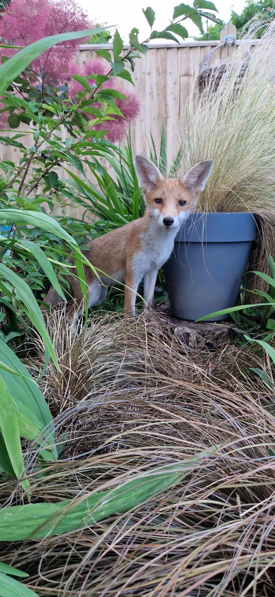 Friendly

#dailyfox