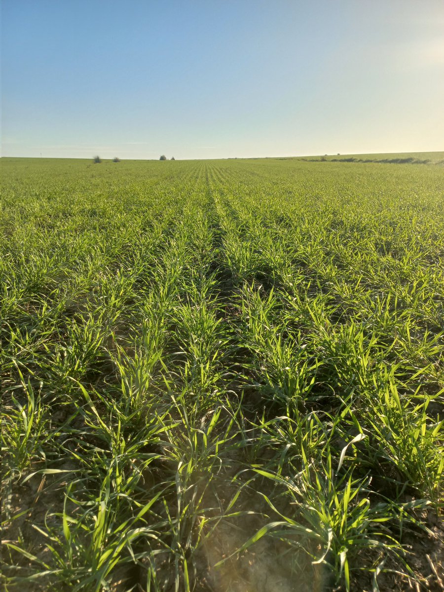 Las experiencias han sido tan buenas, los ensayos tan bien realizados, y los resultados tan contundentes, que entraremos específicamente a aplicar el #Wuxal Zinc. 
Semejante "mimo" al trabajo que hacemos y a la info que generamos no se obtiene todos los días.
<a href="/Maisor_Agro/">Maisor Agro</a>