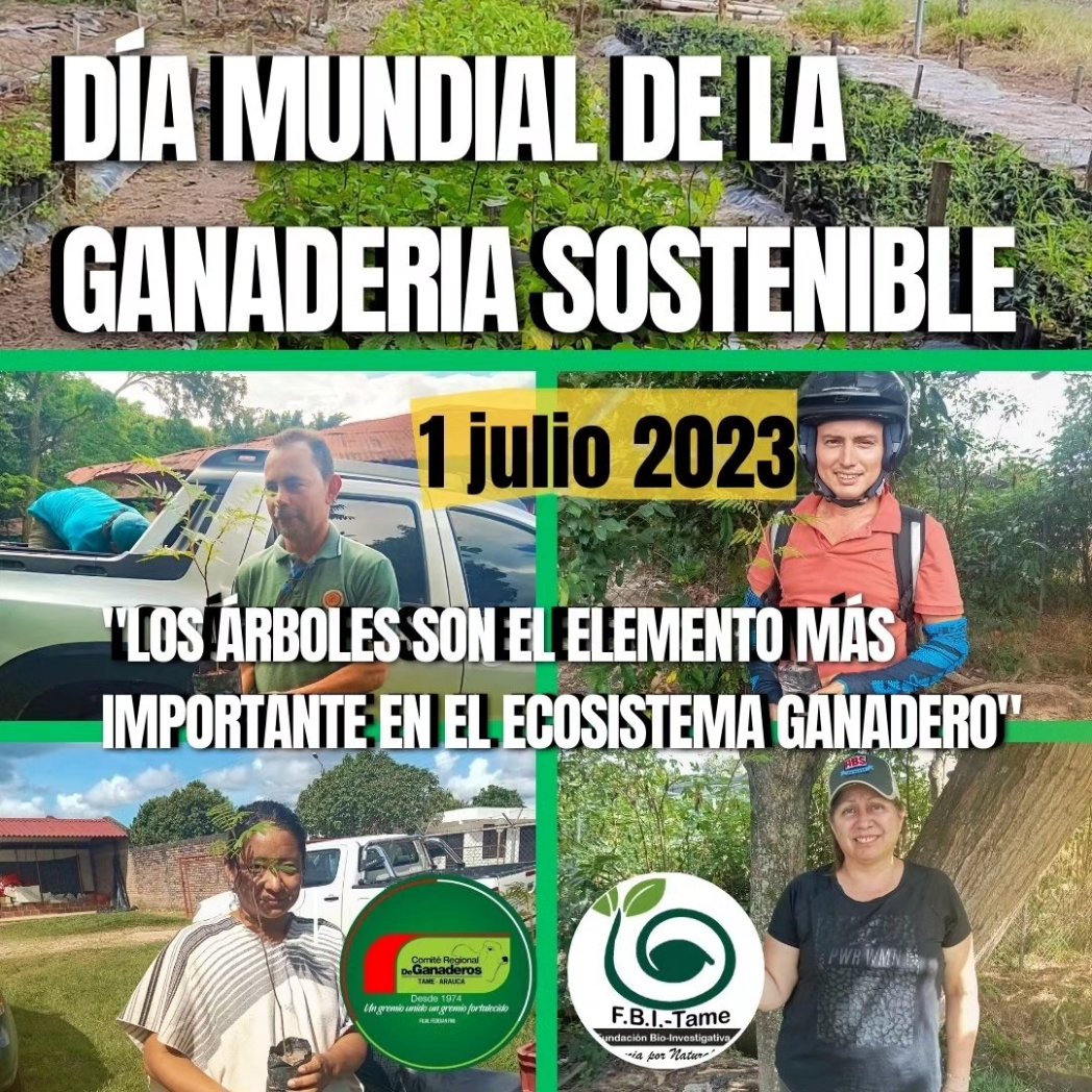 Comité Ganaderos Tame tweet media