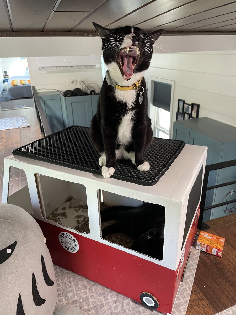 LuckyDaPuppyCat's tweet photo. @TheRealOtisFuzz @Blutospin @kimmies_kitties @MoetBlindCat @3coolkatz OMC OTIS!!! PLEASE PLEASE BE OK!! WE LOVE YOU SO MUCH!! AND PS, YOU WILL STILL BE THE #fangboss EVEN WITHOUT IT! Sending lots of #buttpower and #healingpurrs from the whole gang ๐๐๐๐ sorry for the yelling, just wanted to make sure you can hear me on your plannit ๐ฝ๐ฝ https://t.co/lolCJou7mP