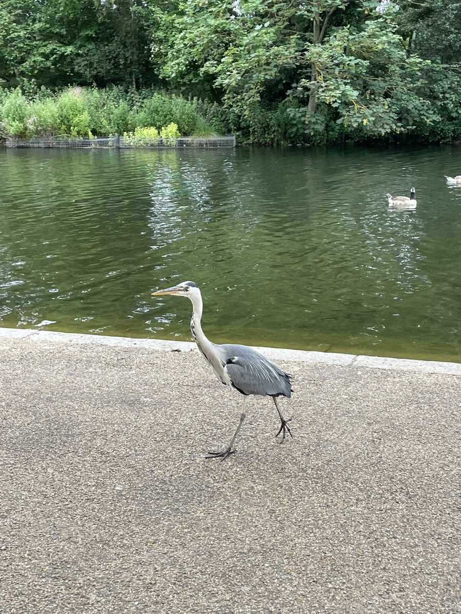 Bumped into an old friend in #hydepark in #London yesterday on a #stetwalk on the way back to #Paddington