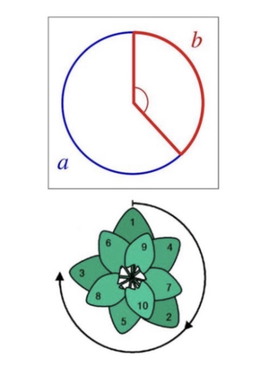 Figure 45 - The number 137 is also the value of the golden angle found in Nature.

The golden angle is the angle subtended by the smaller (red) arc when two arcs that make up a circle are in the golden ratio. The golden angle is equal to 360/Φ^2 = 137.5077..

The angle between
