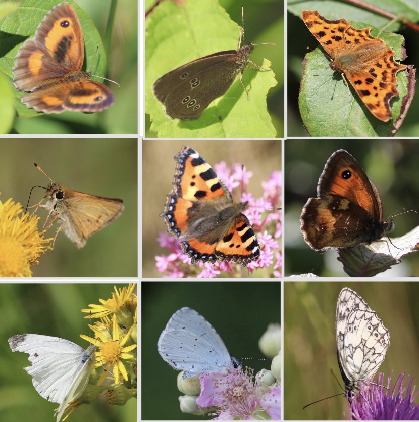 Is there a butterfly explosion this year in Dorset? I was able to see and photograph 9 different types on a 2hr walk around the outskirts of Poundbury today without any bother. Most common were the Skippers.
#Butterflies #DORSET