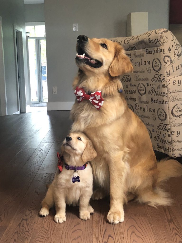 Benson & Bowie aka The Beans tweet media