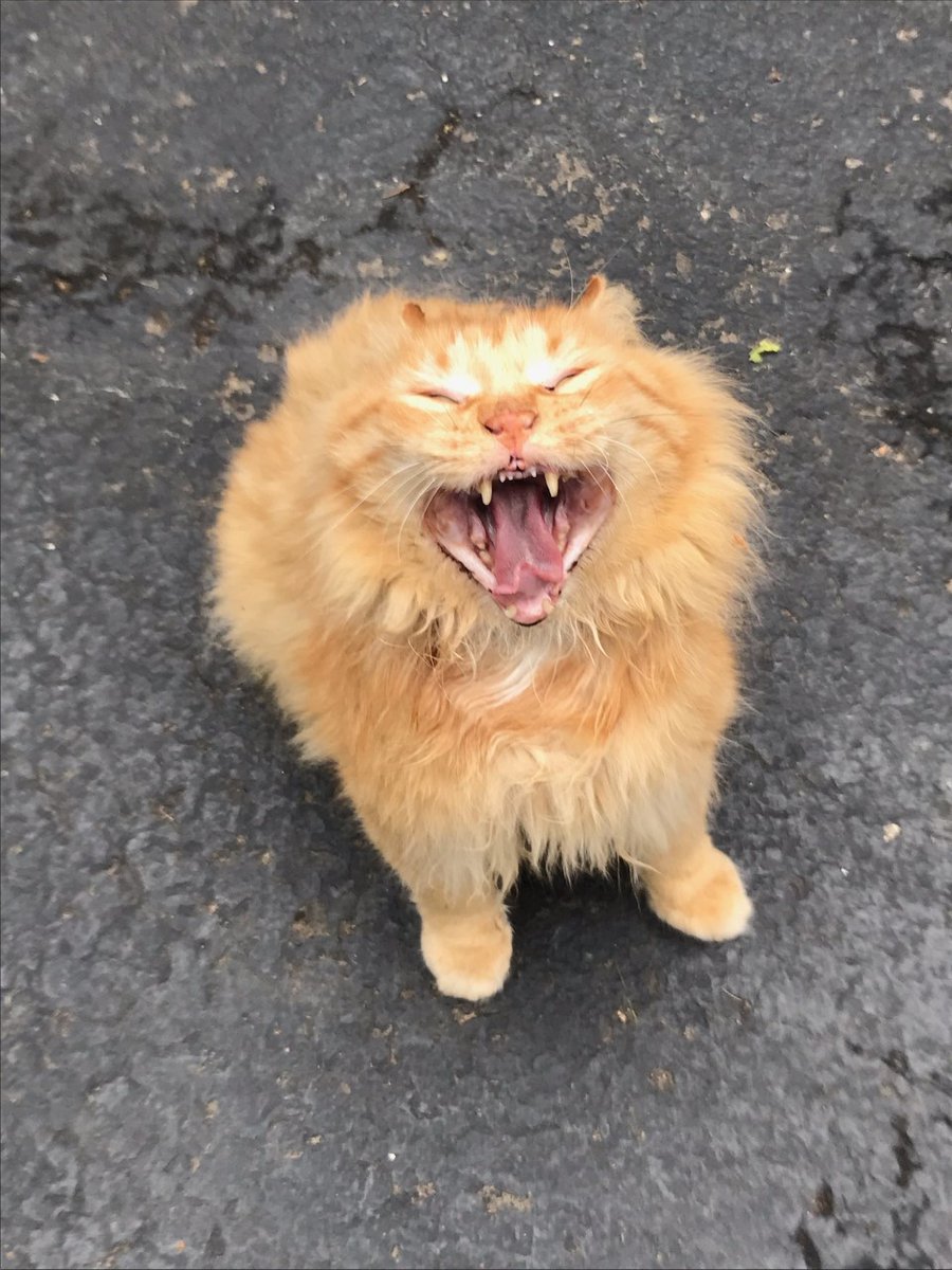 SusieQ6shooter's tweet image. #Caturday #Bobtail