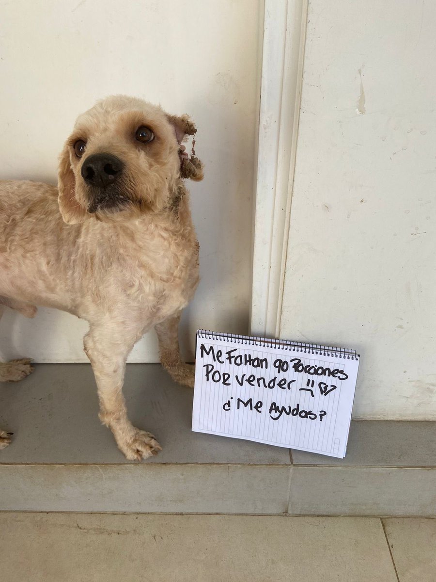 dameunapatapy's tweet photo. Tías y tíos les recuerdo que este MAÑANA 2/07 estaremos vendiendo pastas. Vendimos apenas 5 adhesiones 😞

Todo lo recaudado será para pagar el medicamento (Milteforan), que está necesitando ROCKY para tratarse la leish 🙌🏼

Habrá: 
• Ravioles de verduras con salsa 4 quesos https://t.co/hkHVXuwOsd
