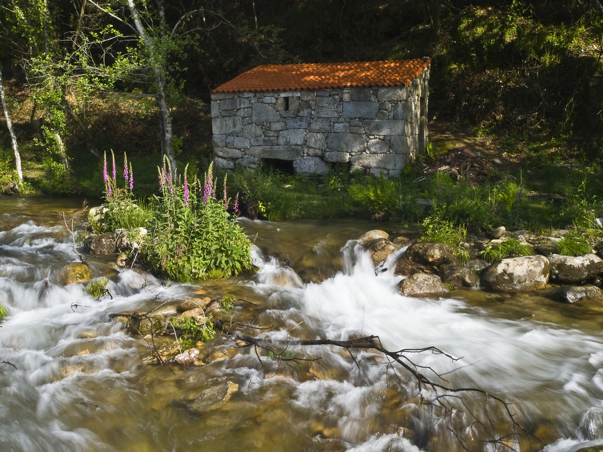 turisriasbaixas's tweet image. Unha illa de cloques (Digitalis purpurea) adornando o paso do río no concello de #Tomiño

Como chamas ti a esta planta tan típica da nosa paisaxe? Borleta, estalote, milicroque, sanxoán…?

#OrixeRíasBaixas #PontevedraProvincia
