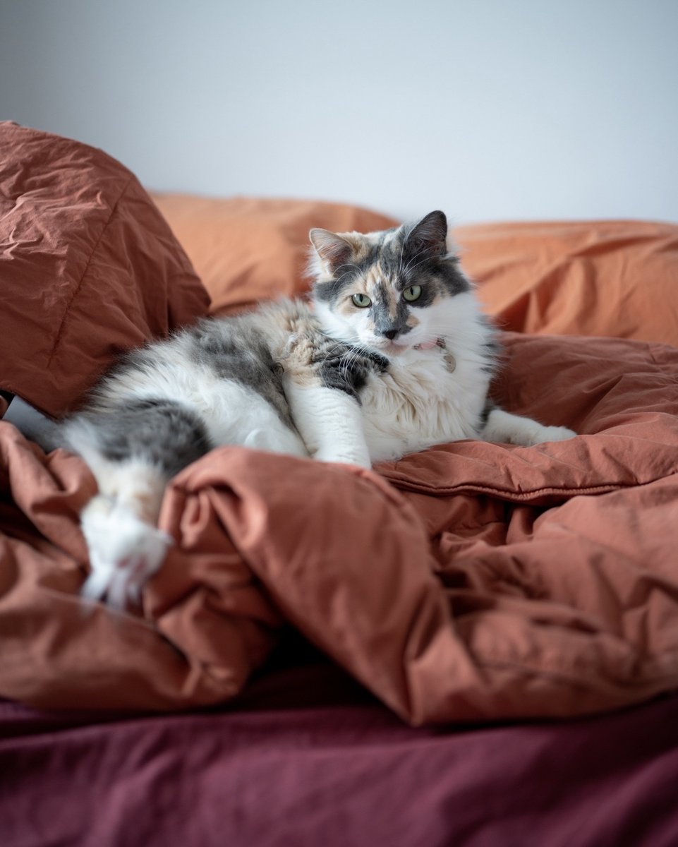 rawrycat's tweet photo. Saturday Chores (Rawry’s Version) https://t.co/kvb6OdpfFi