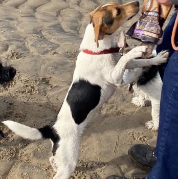 millypod1's tweet photo. MILLY HOME SAFE. THANKS FOR RT's 😊🐕🐾

🆘29 JUNE 2023 #Lost MILLY #ScanMe
YOUNG Jack Russell Terrier Female 
Near Owd Barn #Bispham between #Mawdesley &amp; #Rufford #L40 nr by #Ormskirk https://t.co/vEnBOjnhDr https://t.co/2sGAzMbCTr