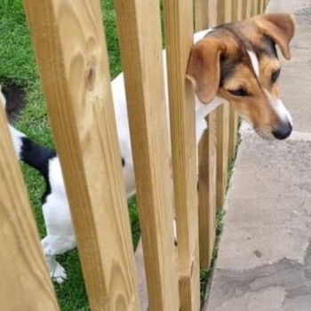 MILLY HOME SAFE. THANKS FOR RT's 😊🐕🐾 🆘29 JUNE 2023 #Lost MILLY #ScanMe YOUNG Jack Russell Terrier Female Near Owd Barn #Bispham between #Mawdesley & #Rufford #L40 nr by #Ormskirk doglost.co.uk/dog-blog.php?d…