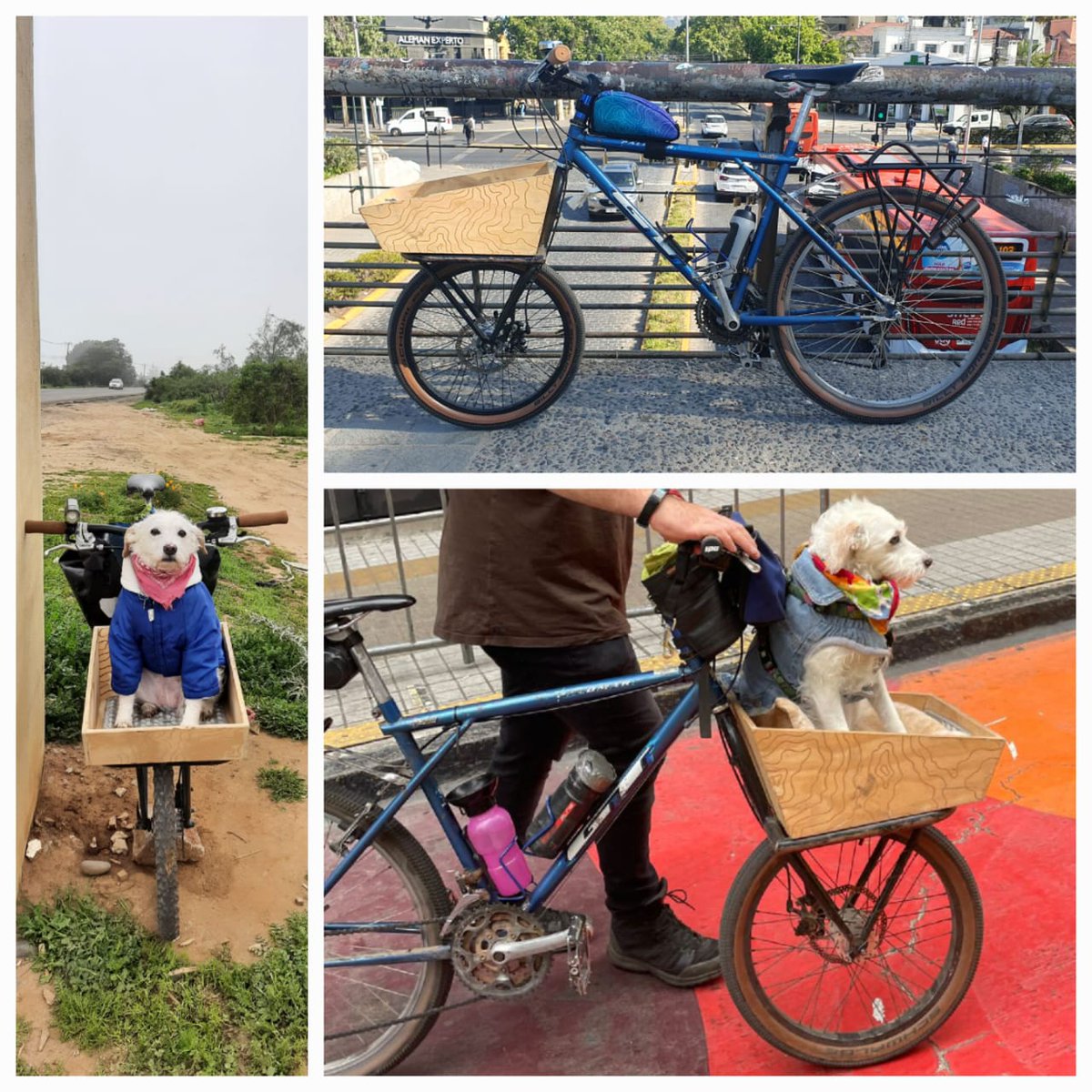 Hoy nos robaron la bici de Crespita en Marchant Pereira en Providencia 🚲🐶 Ayudar a difundir, es especial y fácil de reconocer. GT Azul. Rueda de adelante más chica y con un cajón