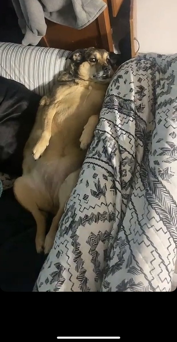 joncurrieee's tweet image. Missing my dogs. For the past 6 years I’ve spent the Fourth of July laying under my bed with them to make them feel safe/ comfortable from fireworks. Now my ex wife is keeping them from me, wont even let me see them for her own personal benefit to hurt me. 🤯