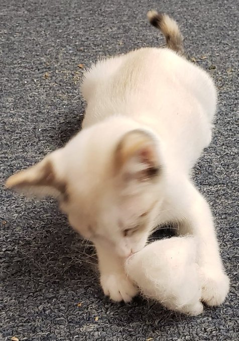 Happy Caturday. Kitty named Squire.  She's about 7 weeks now. https://t.co/8Ziw3ZSzJH<a href="/tag/mvsales"class="tags"><span>#mvsales</span></a>