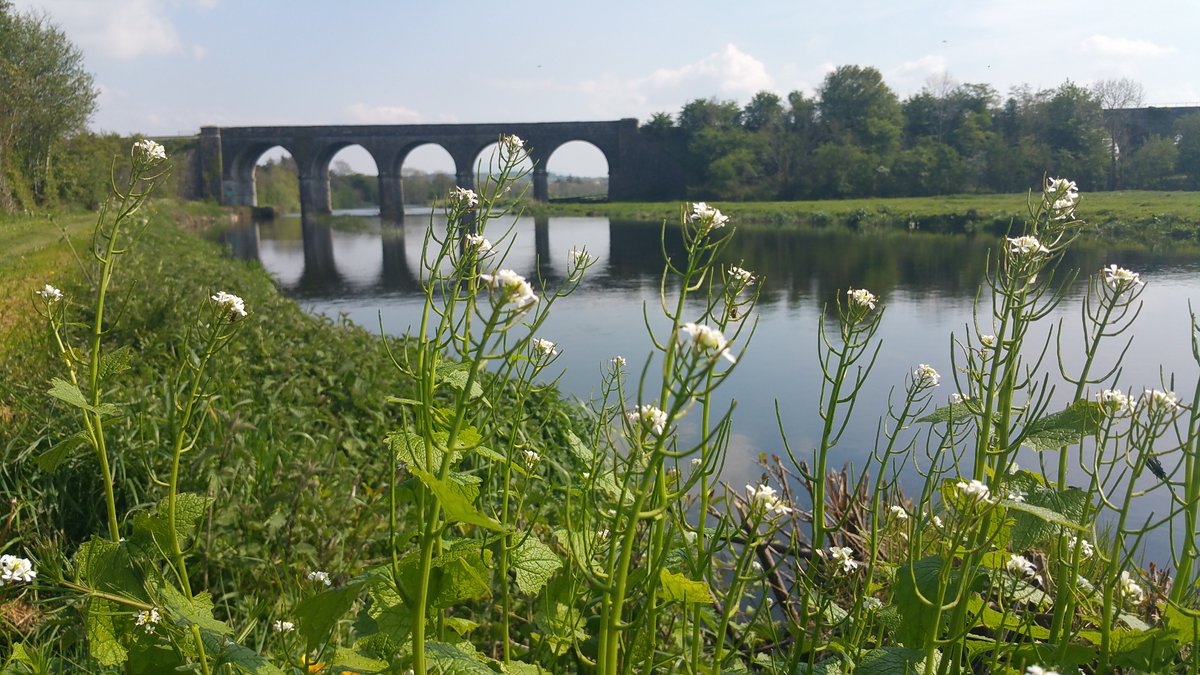 Laois and Carlow are currently recruiting for Biodiversity Officers. The closing date for applications is 14th July.

For details see ow.ly/vyFC50P1BzM