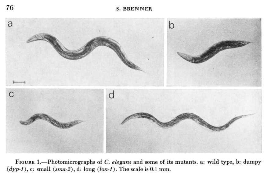 Day 23 of great biology papers.

"The genetics of Caenorhabditis elegans," by Sydney Brenner (1974).

7 years, 300 worm mutants, 100 genes. This paper kicked off Brenner's long-term aim: To map how every gene affects the "development and functioning" of a multicellular organism.