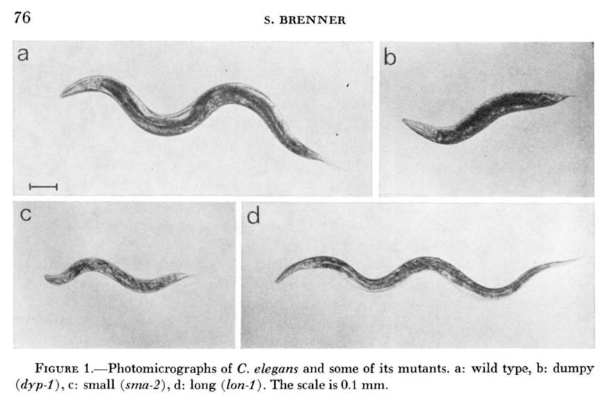 Day 23 of great biology papers. 'The genetics of Caenorhabditis elegans,' by Sydney Brenner (1974). 7 years, 300 worm mutants, 100 genes. This paper kicked off Brenner's long-term aim: To map how every gene affects the 'development and functioning' of a multicellular organism.…