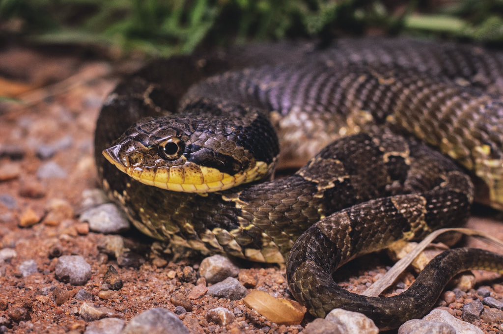 NDemunster's tweet image. From spinny things to scaly things! Found my first hognose snake AKA drama noodle two nights ago &amp;amp; I’m over the moon #fieldherping #hognose