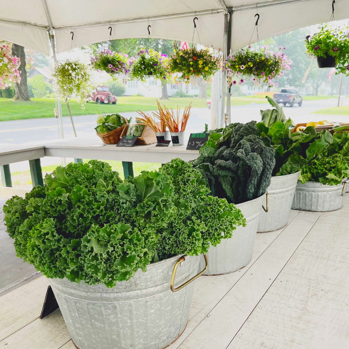 We have greens galore at our summer tent! #greencurly #lacinato #kale #swisschard #spinach #salanova #romaine #babyromainetrio #greenleaf #redleaf #lettuce #BardwellFarm #season2023 #eatfresh #buylocal #ag #agriculture #aglife #farmlife