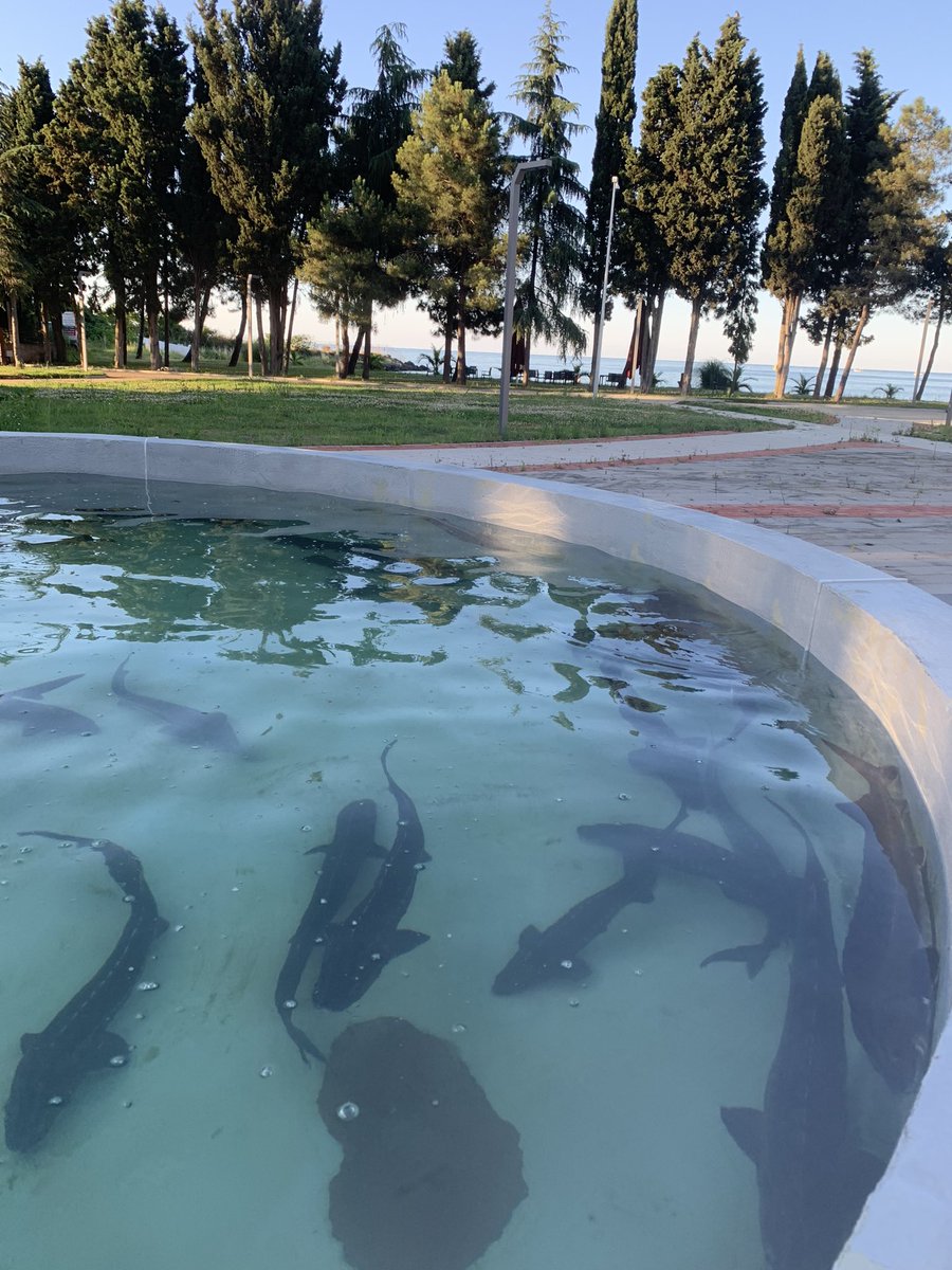deepalirahi's tweet photo. Heading from @JihoceskaUniverzita to Central Fisheries Research Institute, Trabzon, Turkey for one-month of knowledge sharing trip. Excited and Geared up!! https://t.co/ctWGKtg9z2