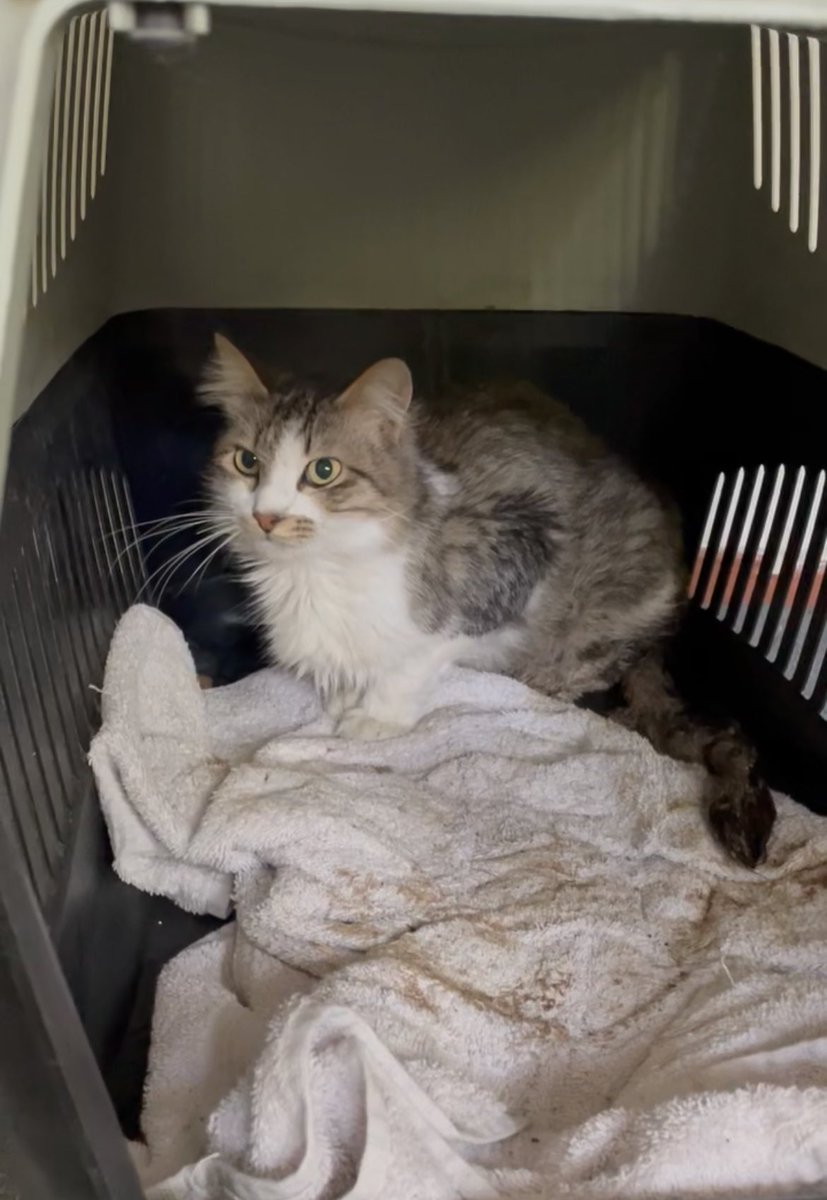 Badem in pazartesi günü biyokimya bakılması şart maalesef eksiğimiz 1100 kaldı tamamlayamazsak tedavimiz yarım kalacak  11 meleğimizden gelecek 100 lira kahve paranıza ihtiyacımız var lütfen Rt 🙏