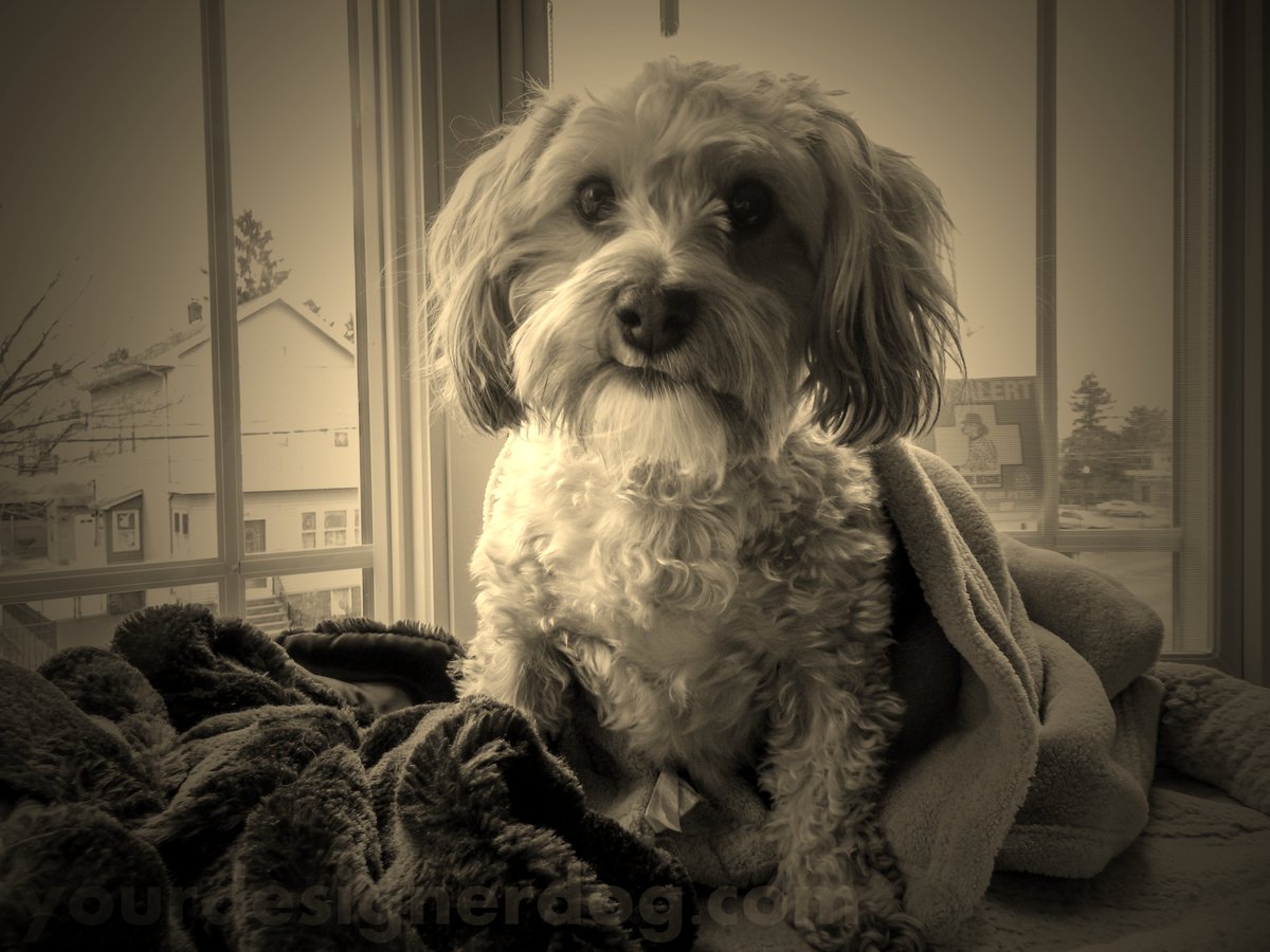 Sepia Saturday #7 is.gd/j292vW #blog #cute #designerdogs #doggyinthewindow #dogs #love #pets #photography