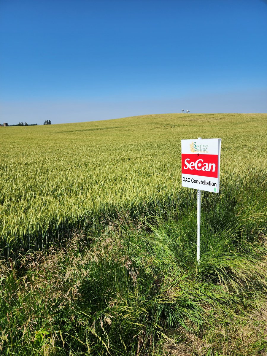 PeterSeeds's tweet photo. Most uniform wheat I have grown for sometime. Tillers out very well, excellent disease package, and average straw height. 109% on the OCCC trials last year.  #oacconstellation #secan https://t.co/r2QqbwyxT1