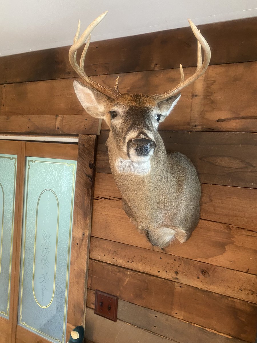 airalana24's tweet photo. Got my mount back today!!!! Iโm on the wall!!!! #FirstBuck https://t.co/PBq54FpDSw