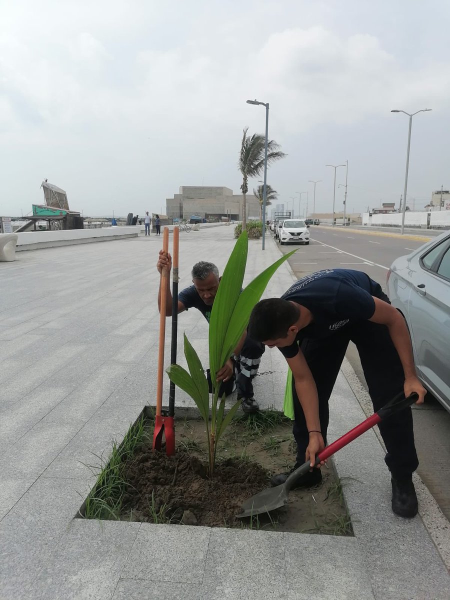 JorgeFaibre's tweet photo. Bomberos Conurbados plantan 50 palmeras, pretenden sembrar mil este verano. https://t.co/dpES2txBwu