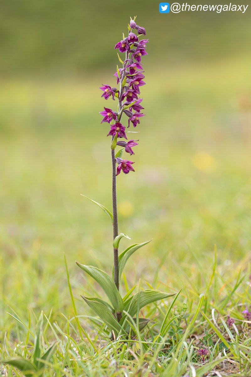 thenewgalaxy's tweet photo. 30/6/23 Co. Durham - I had to be in Newcastle for a stag do at 7pm and wondered what to do beforehand. Inspired by @dunnjons' search for Dark Red Helleborines (Epipactis atrorubens) in his wonderful book #orchidsummer, I retraced his footsteps. What a day! #wildflowerhour https://t.co/6HffhI4YXk