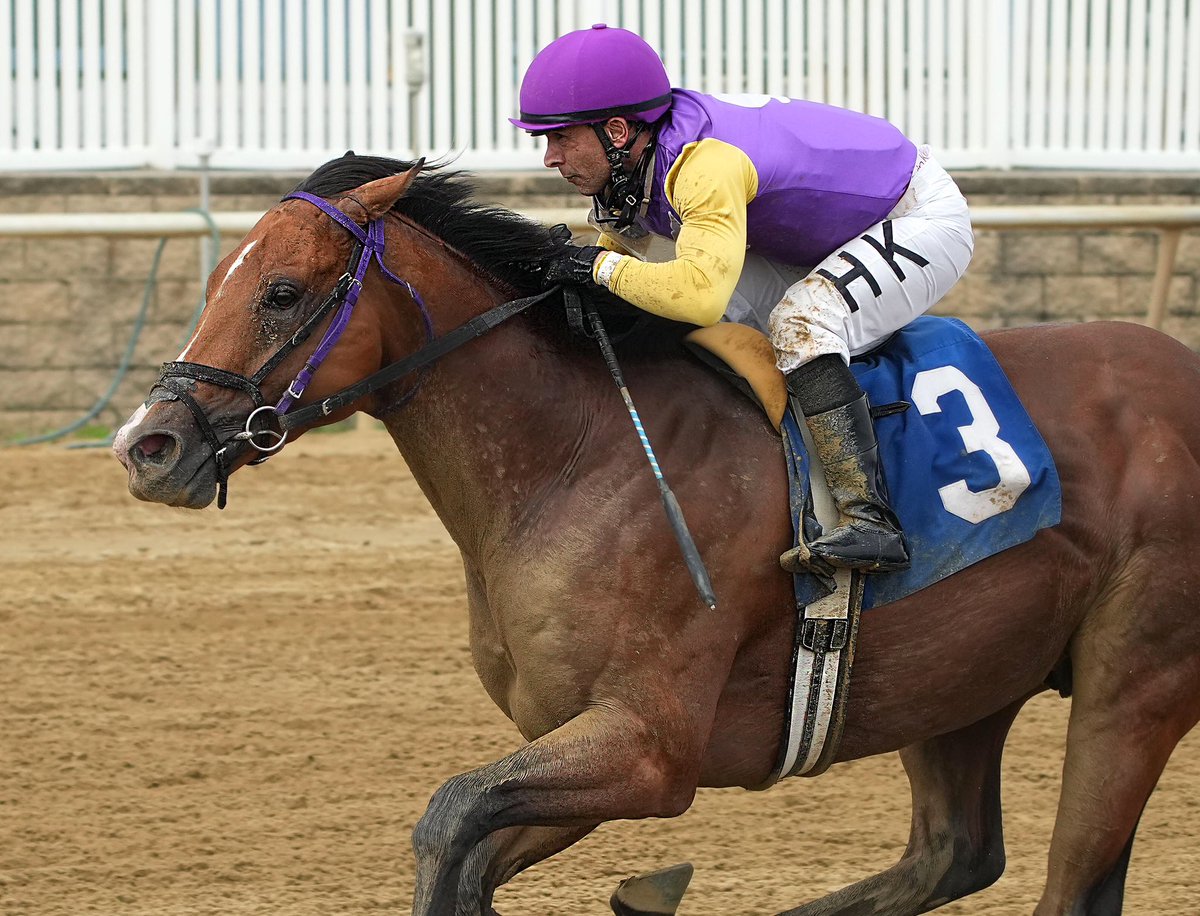 Super Accelerate, 5 1/4-length winner of MSW last out, wins 7F MD-restricted allowance @LaurelPark at 27-1 with Horacio Karamanos up. 3YO @MarylandTB Accelerate colt trained by Robin Graham for @Josethrac. (Jeff Snyder/MJC 📷)