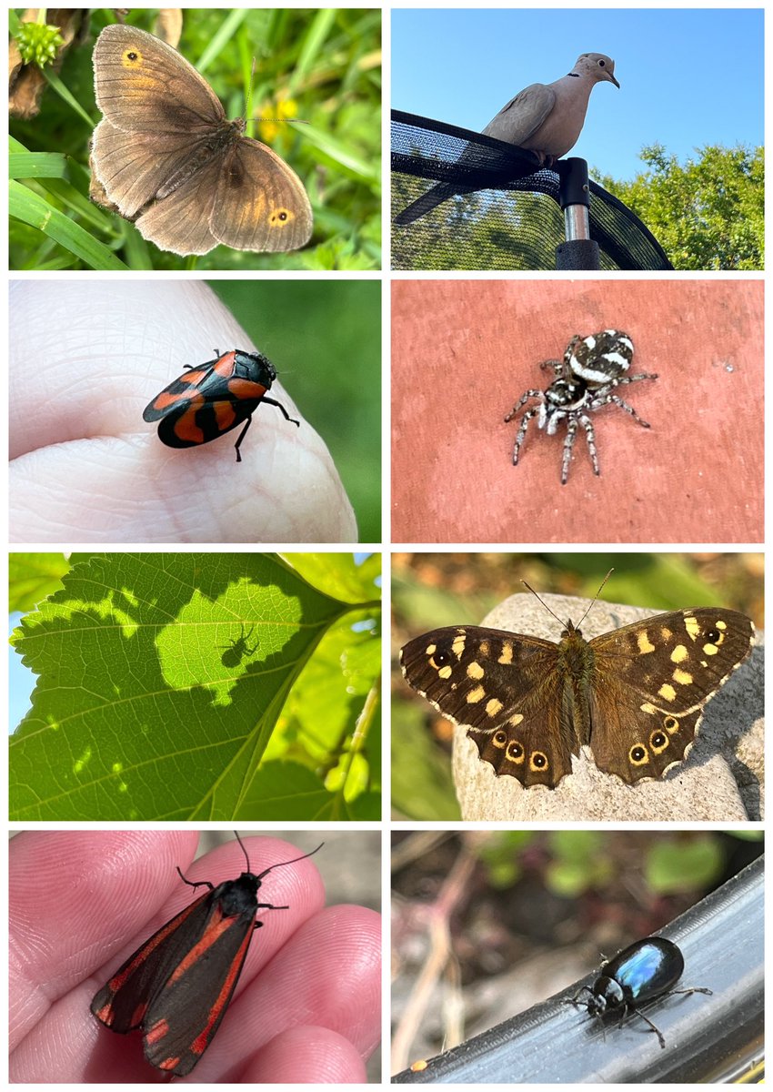 Here are some of my favourite wild encounters from June’s #30DaysWild challenge by the @WildlifeTrusts 💚 It’s been wonderful following along with everyone’s wild adventures! 

#TwitterNatureCommunity #NaturePhotography @BC_Lancs #NatureBeauty