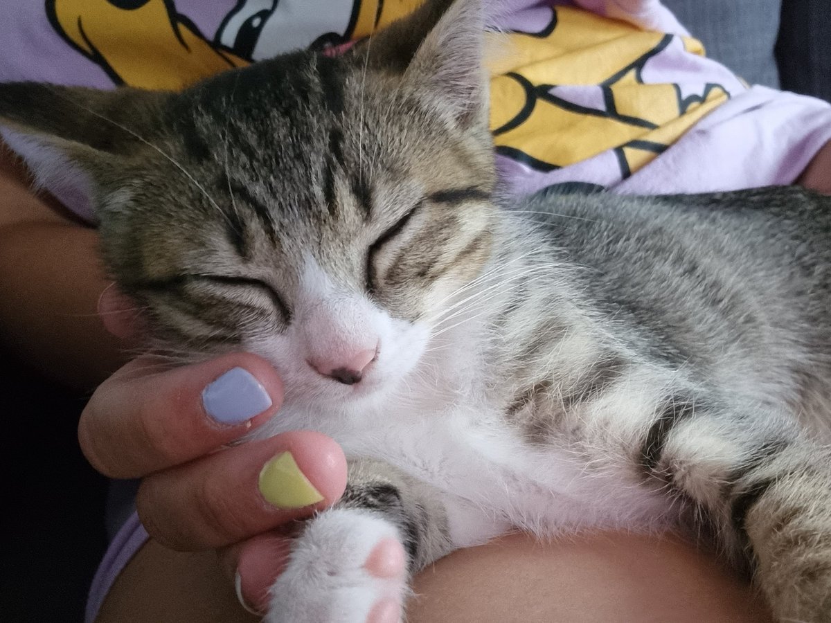 mirii997's tweet photo. Nuevo placer desbloqueado:
Leer mientras Rocket se duerme encima de mí y hacerle caricias de mientras 😍🐱 https://t.co/sh1OS6BBgD