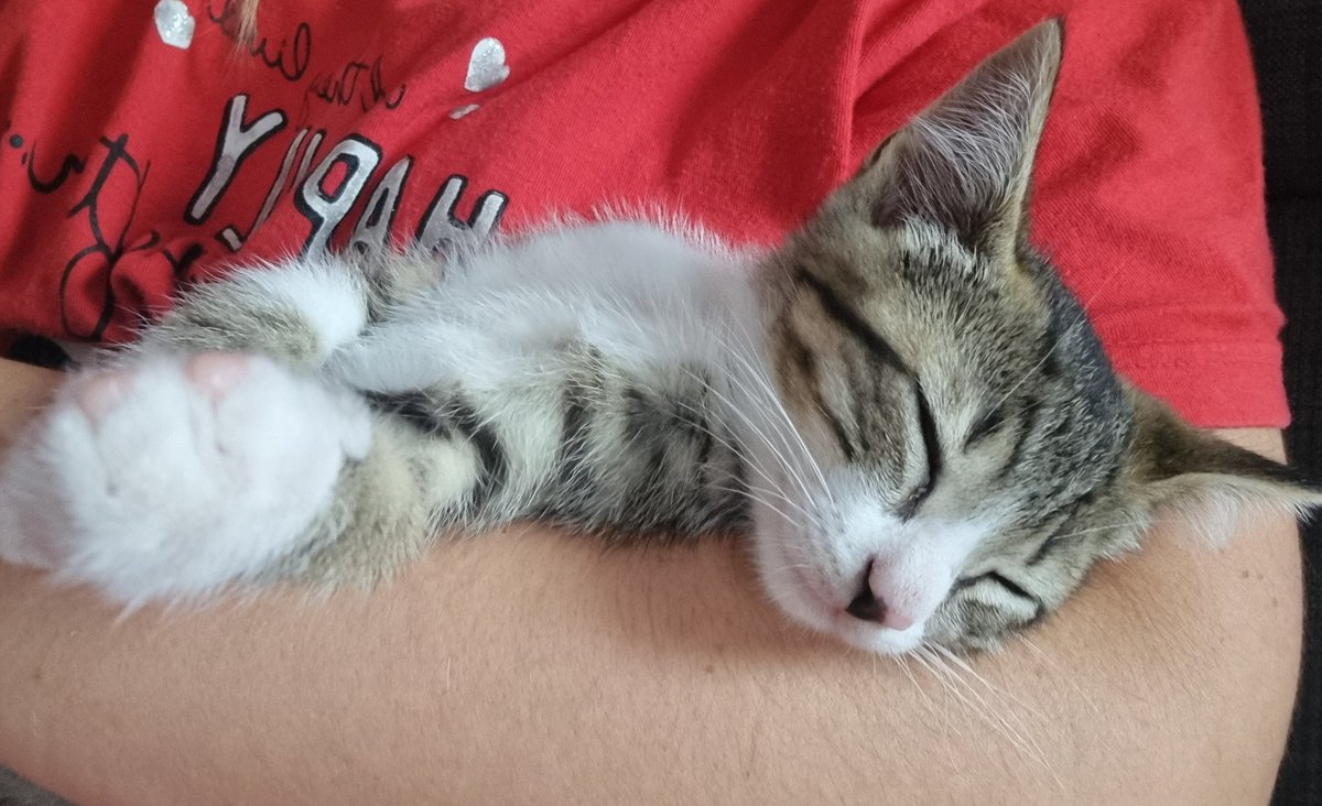 mirii997's tweet photo. Nuevo placer desbloqueado:
Leer mientras Rocket se duerme encima de mí y hacerle caricias de mientras 😍🐱 https://t.co/sh1OS6BBgD