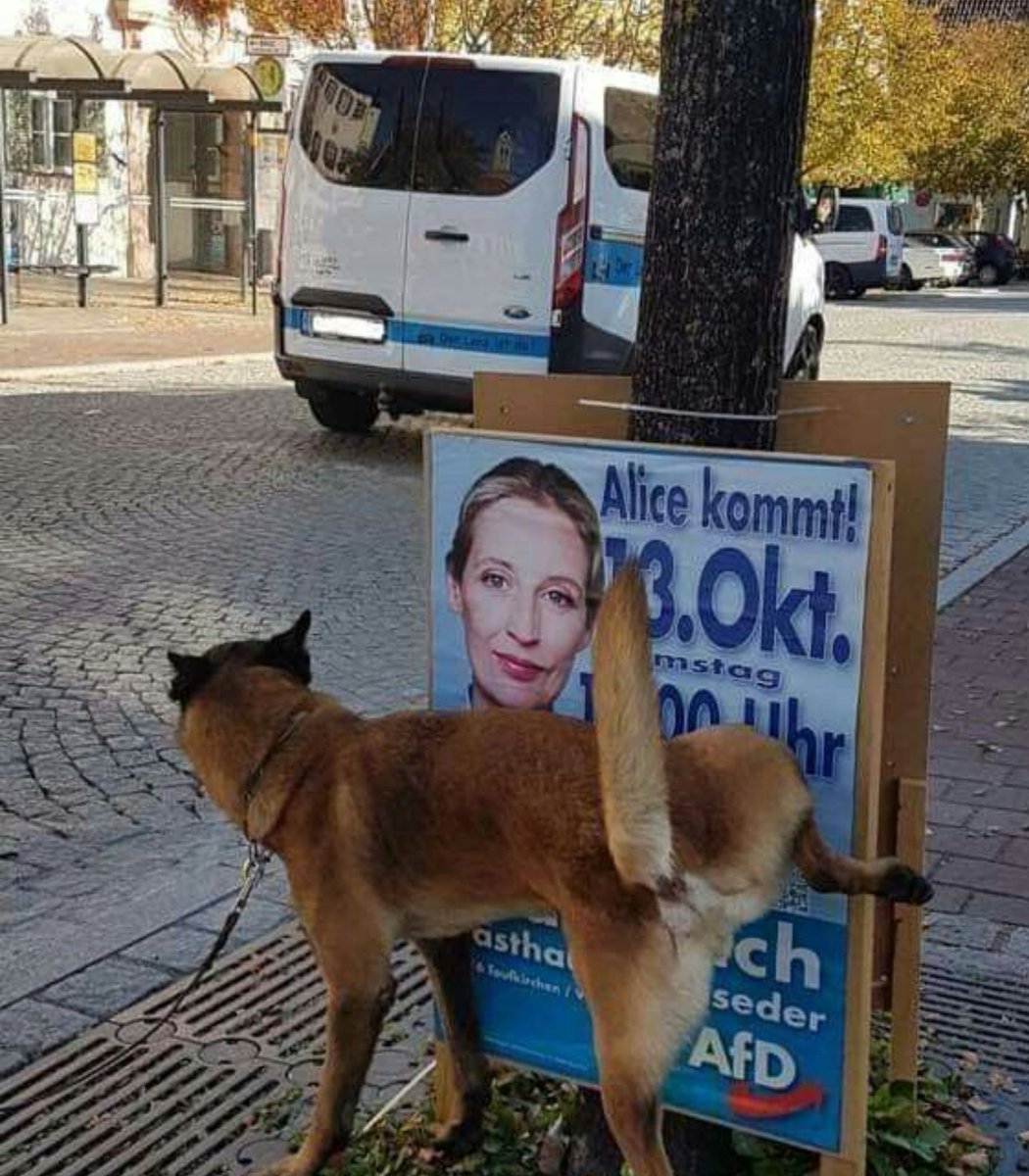 Tiere spüren intuitiv, wenn jemand scheiße ist.