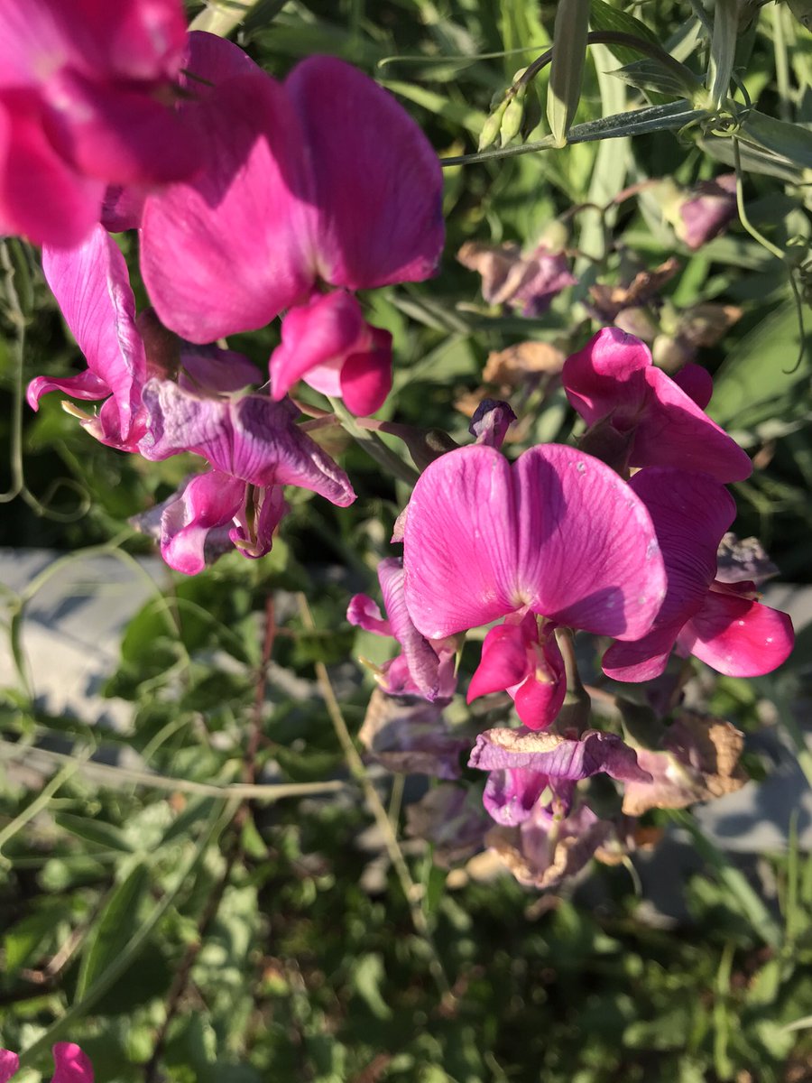 TheTinyGarden1's tweet photo. Some wild flowers from a week ago and a soothing gin from today. Happy weekend everyone. #flowers #weekend #garden https://t.co/g8Crj5tcq2