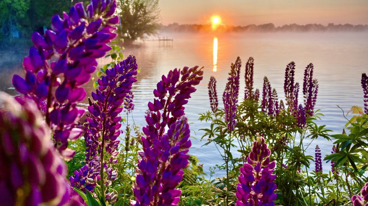 stromsr's tweet photo. @weatherchannel Lupines at Sunrise… Knife Lake, Mora, Minnesota.  @BestPixMN https://t.co/ySUf8FN1A0
