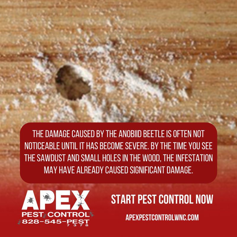 ApexPestAVL's tweet photo. Powder post beetles can cause extensive damage to wooden structures if left unchecked.

Read the full article: Powder Post Beetles Can Destroy Your Property
▸ https://t.co/thrAzJjOeu

#PowderPostBeetles #PestsDamage #WoodDamagingPests #ApexPestControl https://t.co/zF9MA9Rllx