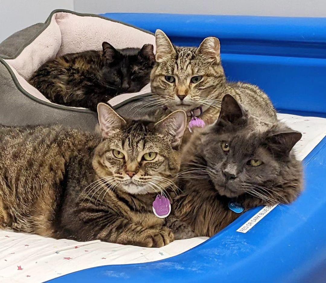 Uncle Sam seems to be popular with the ladies. Who can blame them?! He's adorable!

📷; Virginnia, Uncle Sam, Tanis, and Anik

#Caturday #ShelterCats
