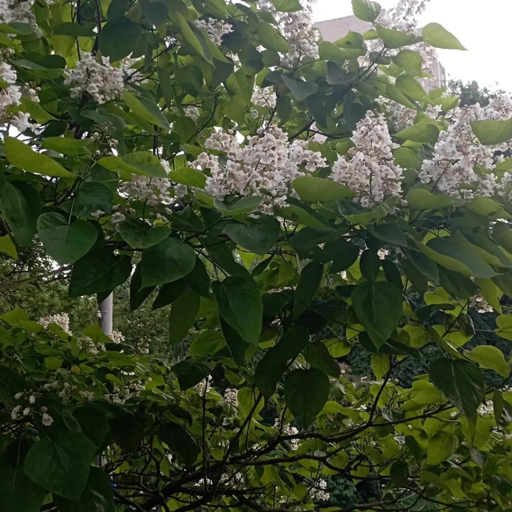 Я совсем не знаю, что это за дерево, но цветет оно очень красиво и от цветов такой аромат, что и духов не надо.